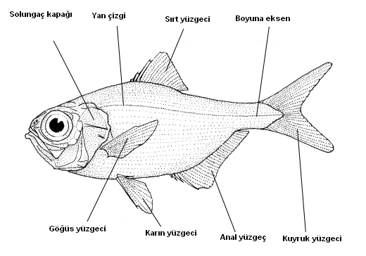 Alabalığın Özellikleri Nelerdir