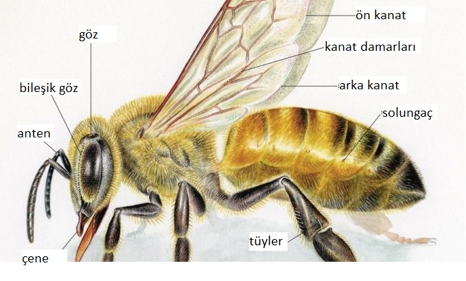 Arıların Ağız Yapısı Nedir