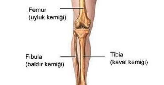 Bacak Bölümleri Nedir