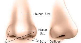 Burun Nedir