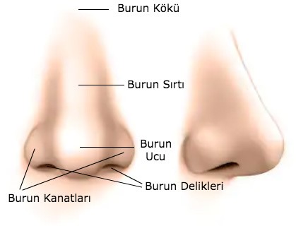 Burun Nedir