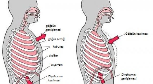 Diyafram Nedir