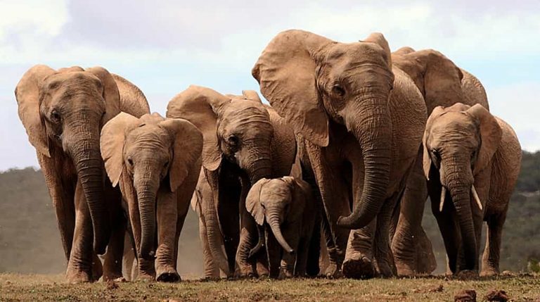 Fillerin Dağılımı ve Yaşam Alanları