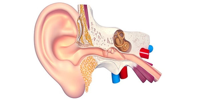 İç Kulak Nedir