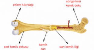 Kemik Nedir