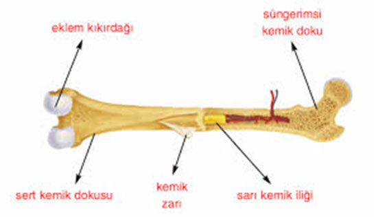 Kemik Nedir