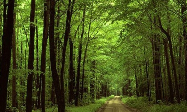 Ormanın Yararları Nedir