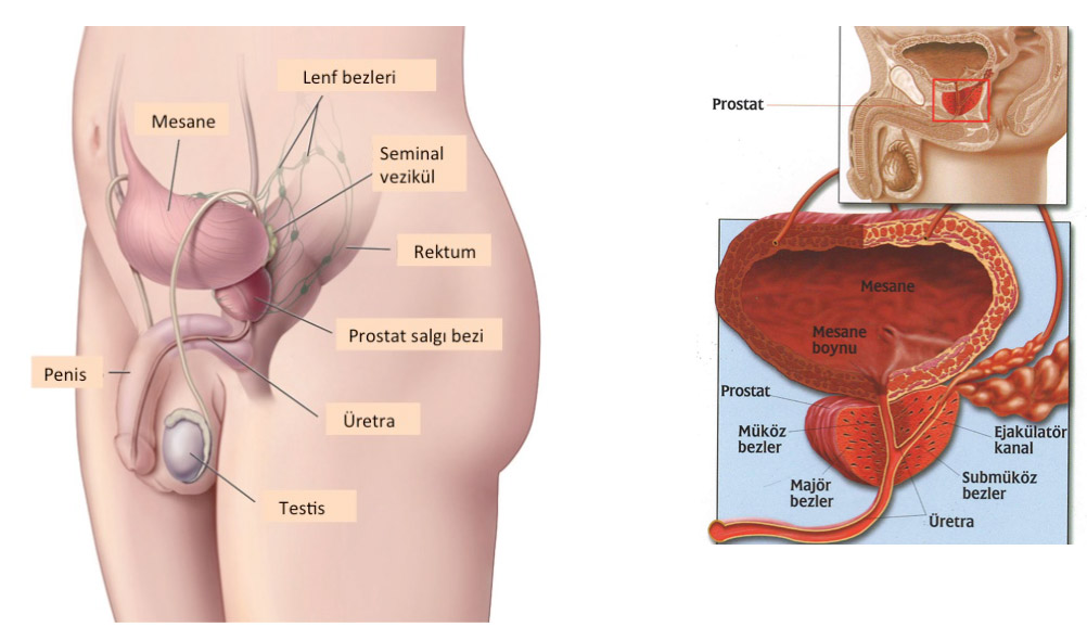 Prostat Nedir