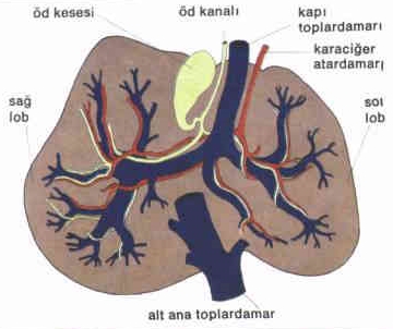 Karaciğer Büyümesi Nedir