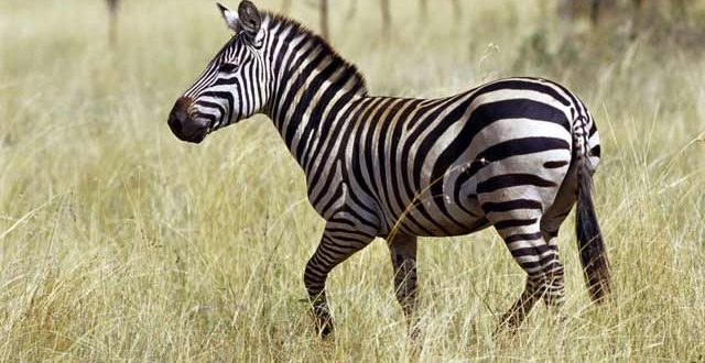 Zebra Nedir