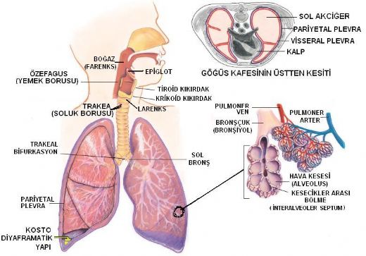 Akciğer Solunumu Nedir1