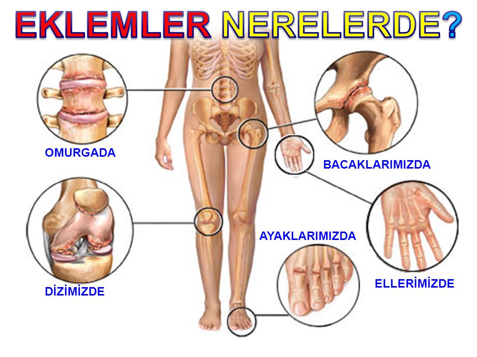 Eklem Nedir