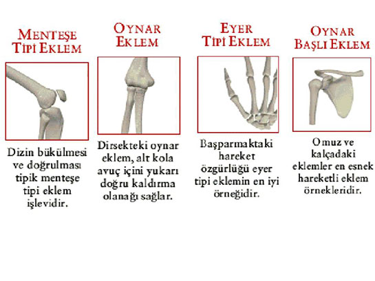 Oynar Eklemler Nedir