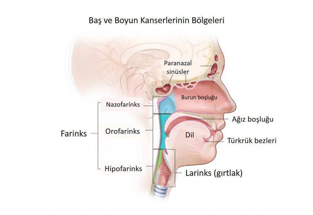 Baş Nedir1