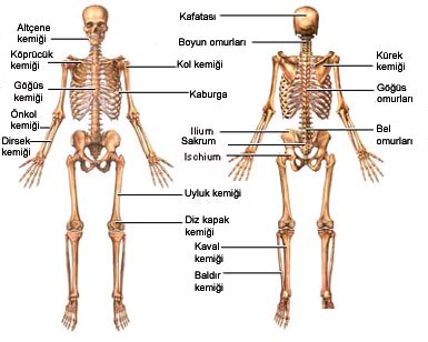 Eklemler Nedir1