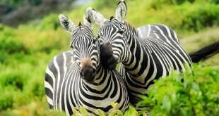 Rüyada Zebra Görmek