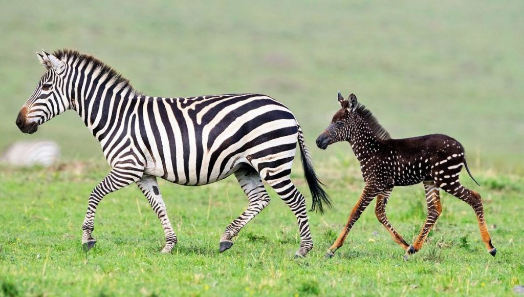 Rüyada Zebra Görmek1