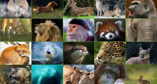 Memeli Hayvanlar Nedir