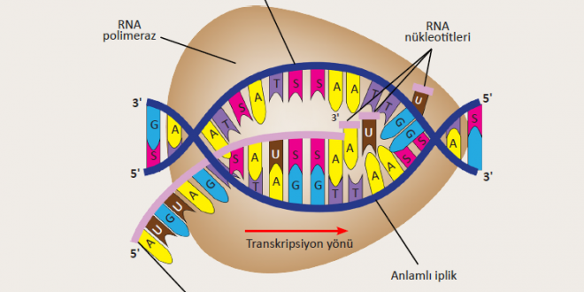 Protein Biyosentezi Nedir