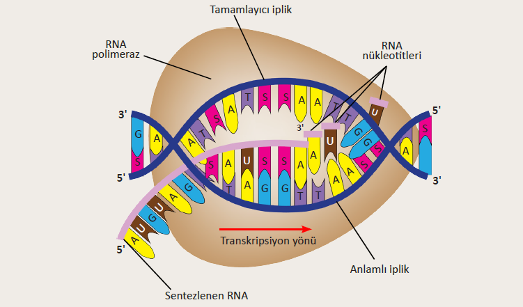 Protein Biyosentezi Nedir