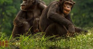 Şempanze Nedir