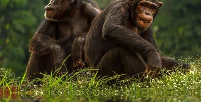 Şempanze Nedir