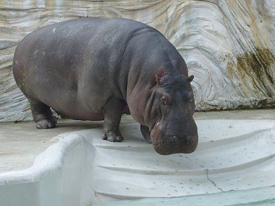 Hipopotam Nedir