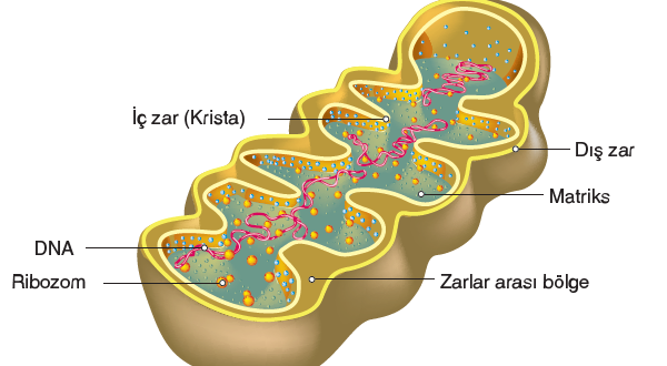 Mitokondri Nedir