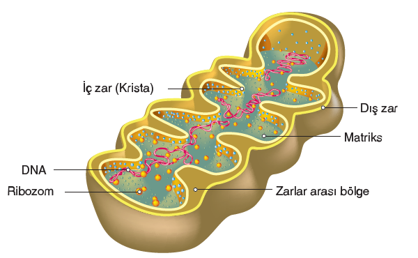 Mitokondri Nedir