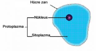 Protoplazma Nedir