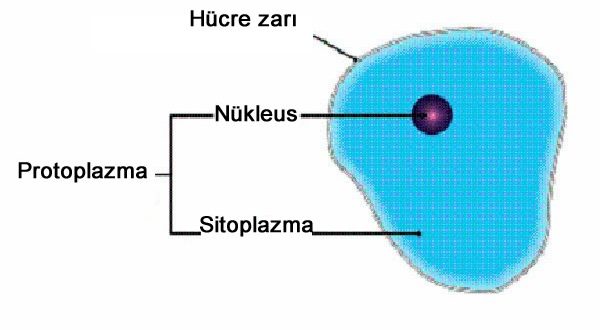 Protoplazma Nedir