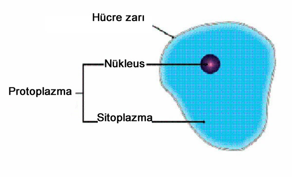 Protoplazma Nedir