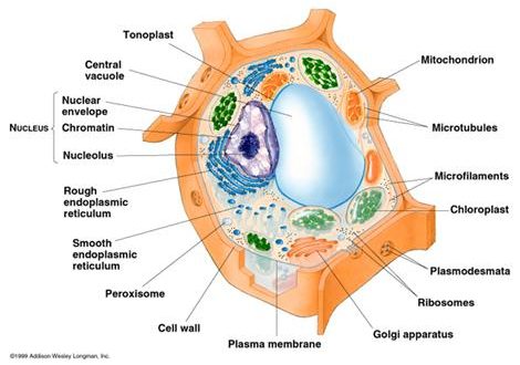 Bitki Hücresi Nedir