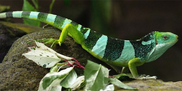 İguana'nın Özellikleri Nelerdir