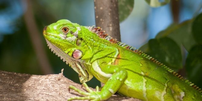 iguana Nedir