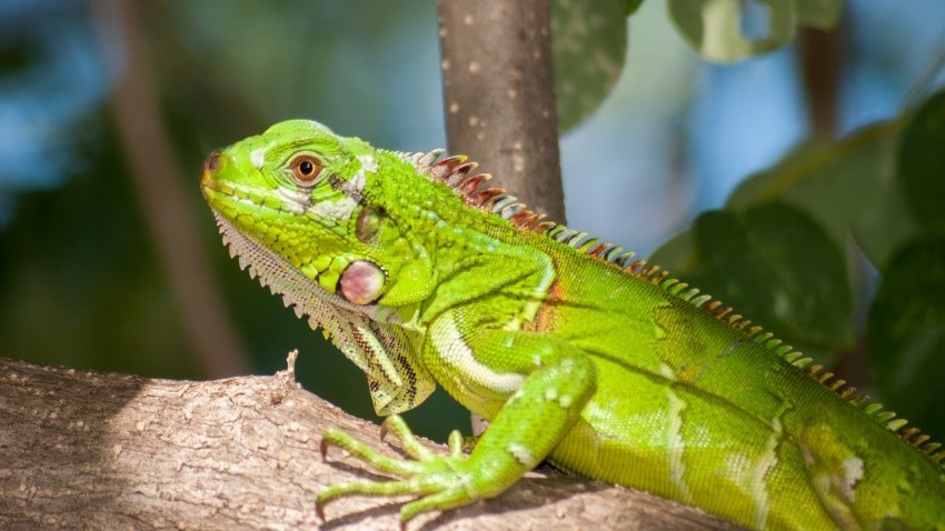 iguana Nedir