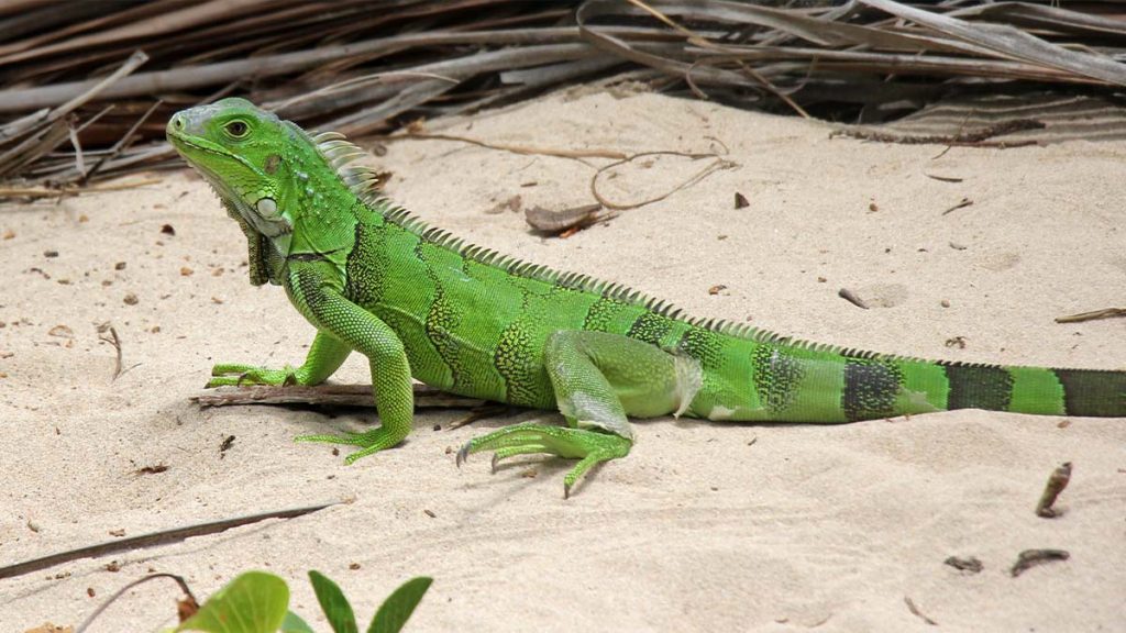 iguana Nedir1
