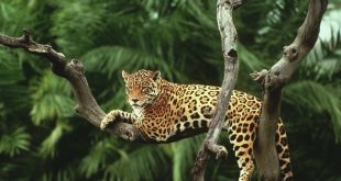 Jaguar Nedir