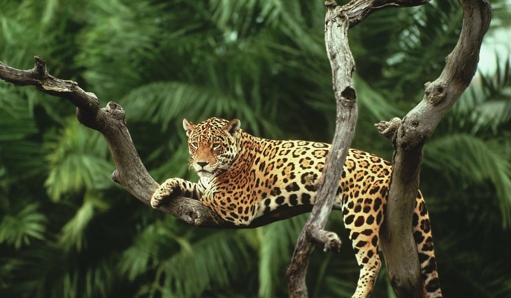 Jaguar Nedir