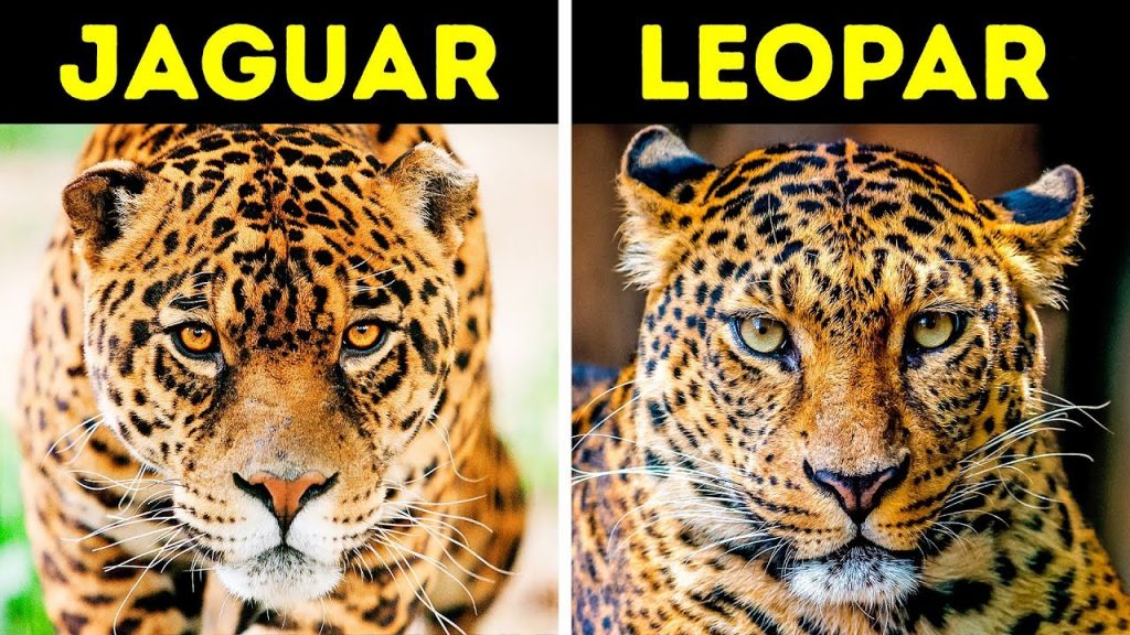 Jaguar ve Leopar Arasındaki Fark Nedir