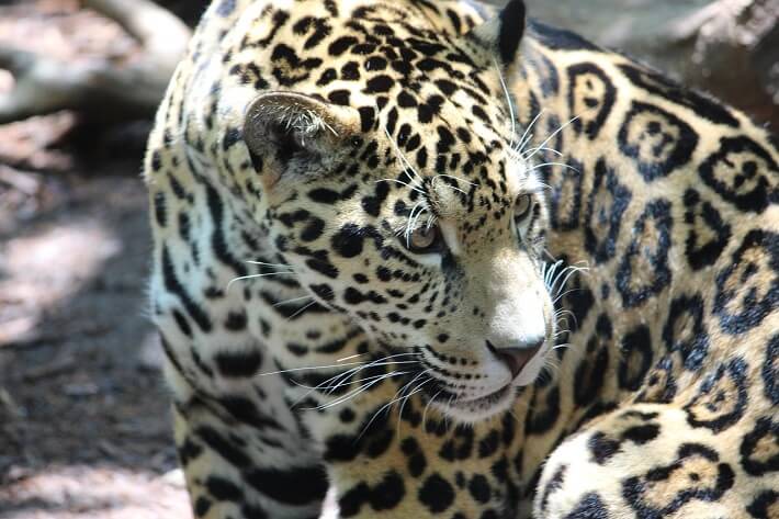 Jaguarların Özellikleri Nelerdir