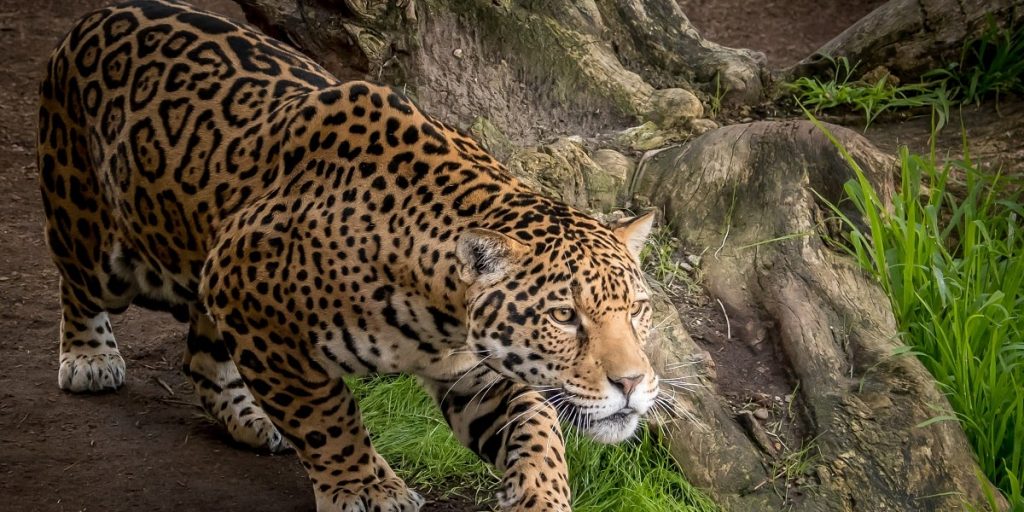 Jaguarların Vücut Yapısı Nedir