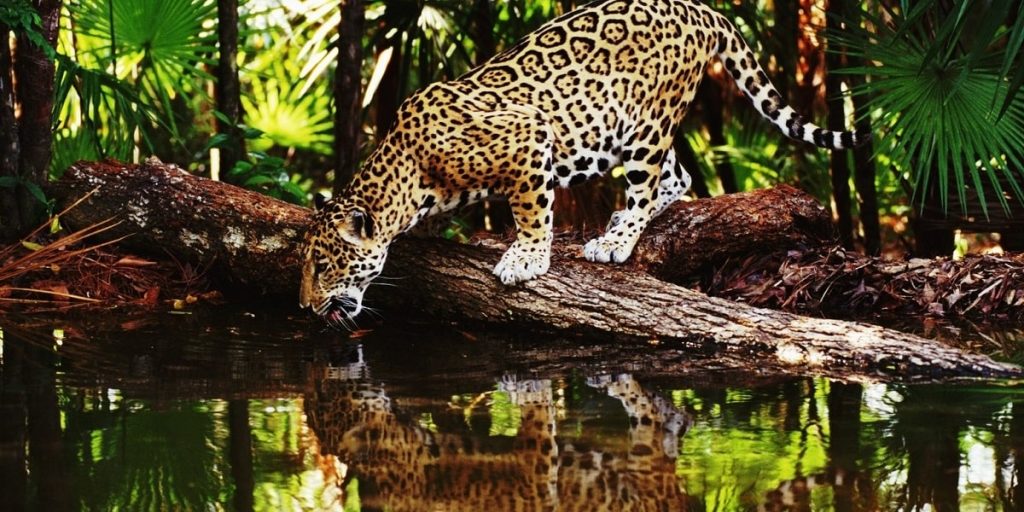 Jaguarların Yaşam Alanları