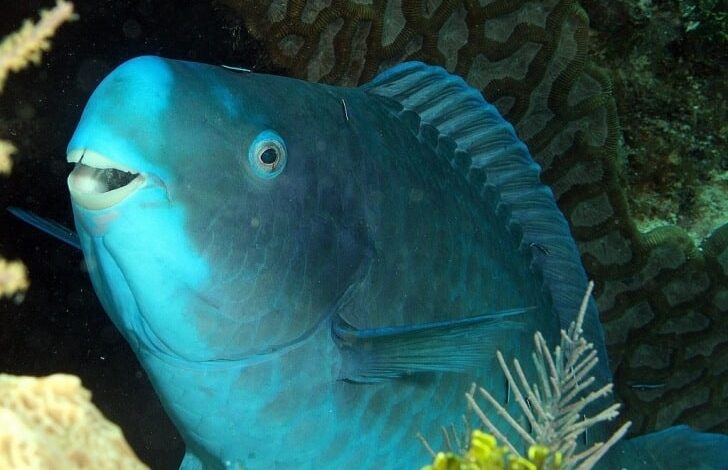 Mavi Papağan Balığı