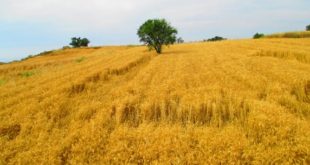 Rüyada Buğday Tarlası Görmek