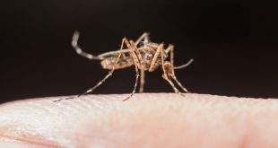 Sivrisineklerden Kurtulma Yöntemleri