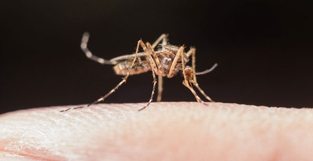 Sivrisineklerden Kurtulma Yöntemleri