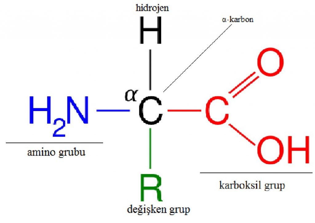 Amino Asit Nedir