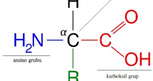 Amino Asit Nedir