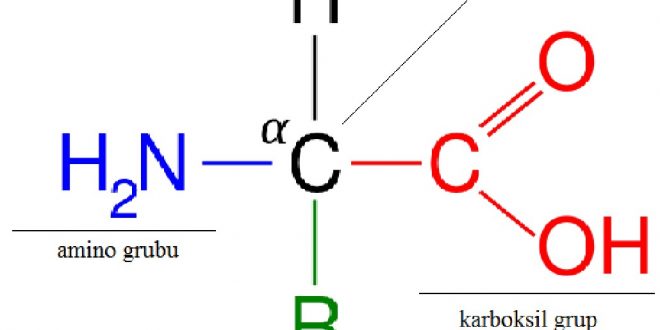 Amino Asit Nedir